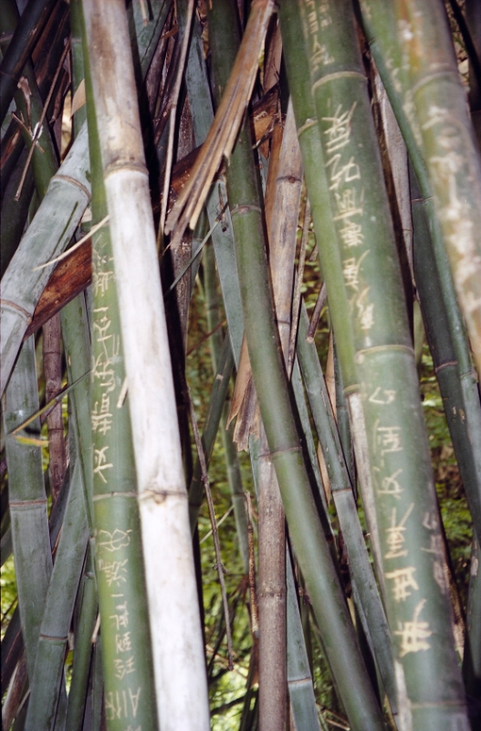 bamboo graffiti, Guilin China.jpg